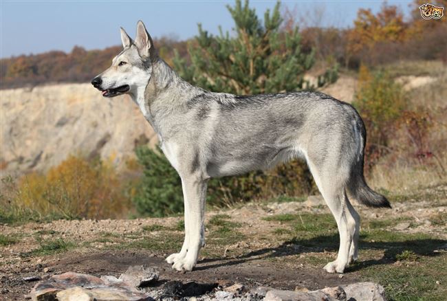 Чешский волчак. История, характер, внешность, болезни породы собак